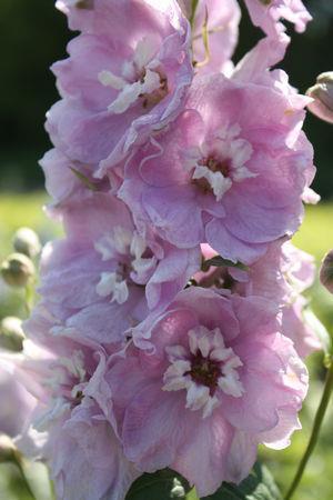 Delphinium Magic Fountains Cherry Blossom(1109)